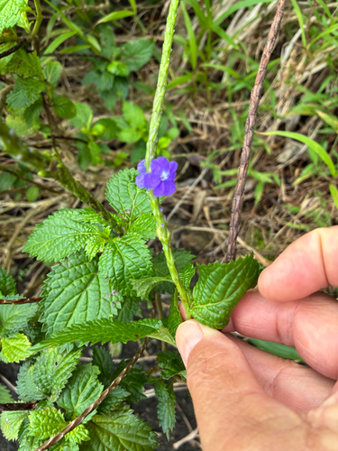 Stachytarpheta urticifolia iNat (1)