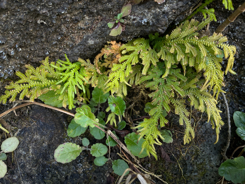 Selaginella arbuscula observed 2025-11-03