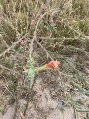 Oenothera mollissima