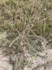 Oenothera mollissima