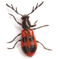 Pelonides quadripunctata