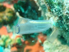 Rhopalaea circula