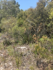 Anigozanthos flavidus