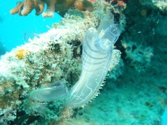 Rhopalaea circula