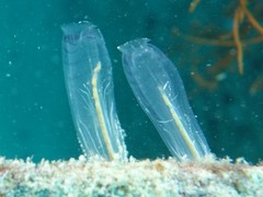 Rhopalaea circula