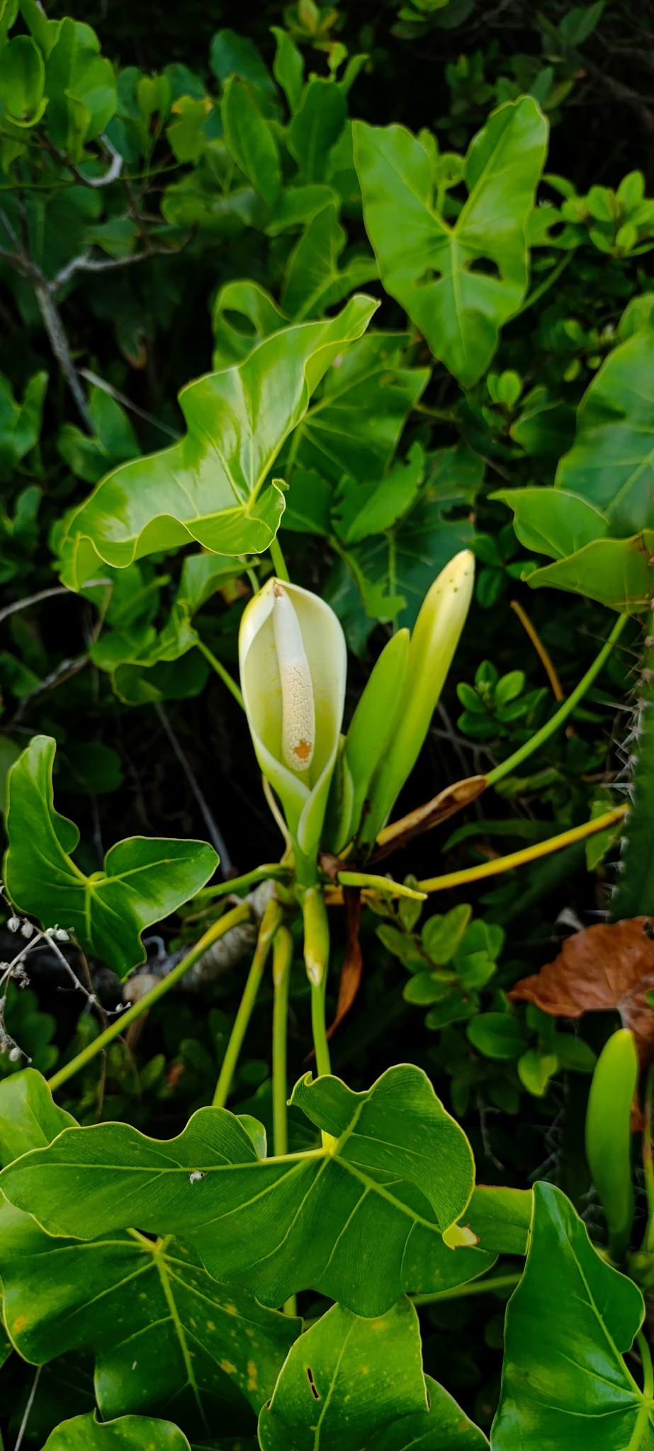 Thaumatophyllum corcovadense