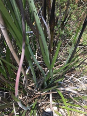 Anigozanthos flavidus