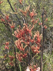 Anigozanthos flavidus
