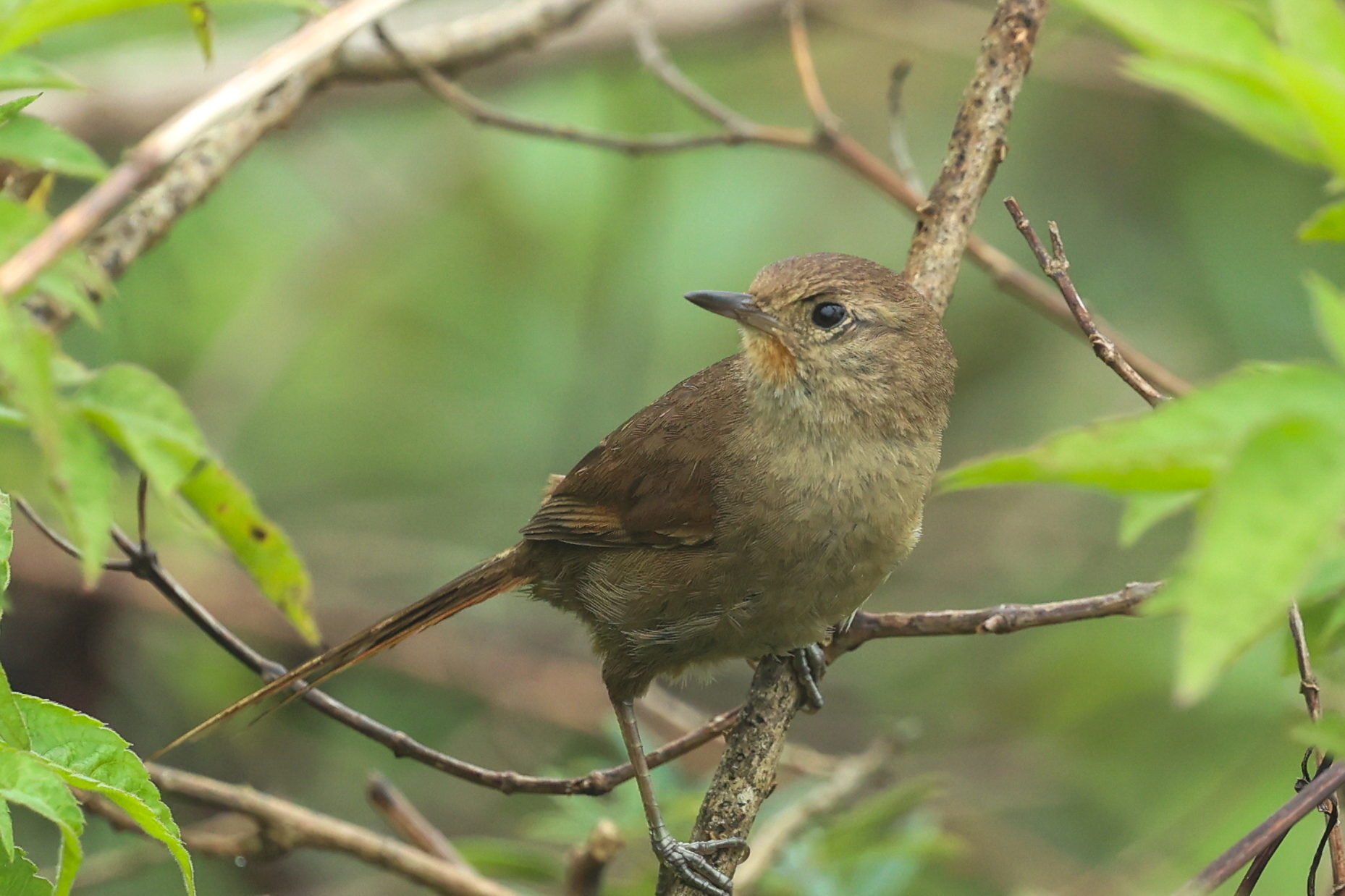 Itatiaia Spinetail illustration