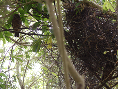 Ninox novaeseelandiae