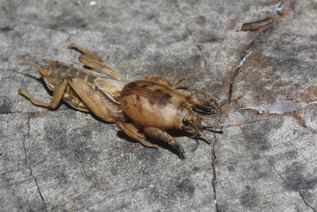 Short-winged Mole Cricket