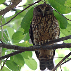 Ninox novaeseelandiae