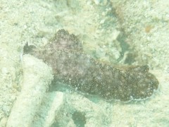 Pseudocerotidae