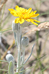 Senecio crassiflorus