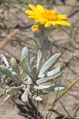 Senecio crassiflorus