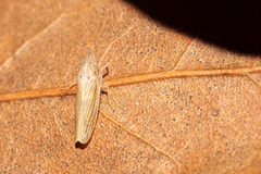 Draeculacephala septemguttata image