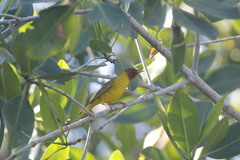 Setophaga petechia bryanti