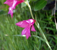 Gladiolus communis
