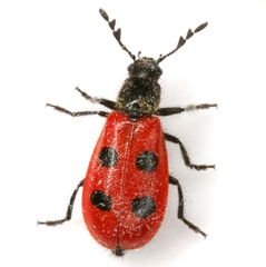 Pelonides quadripunctata