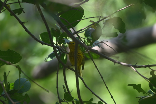 Cozumel Golden Warbler