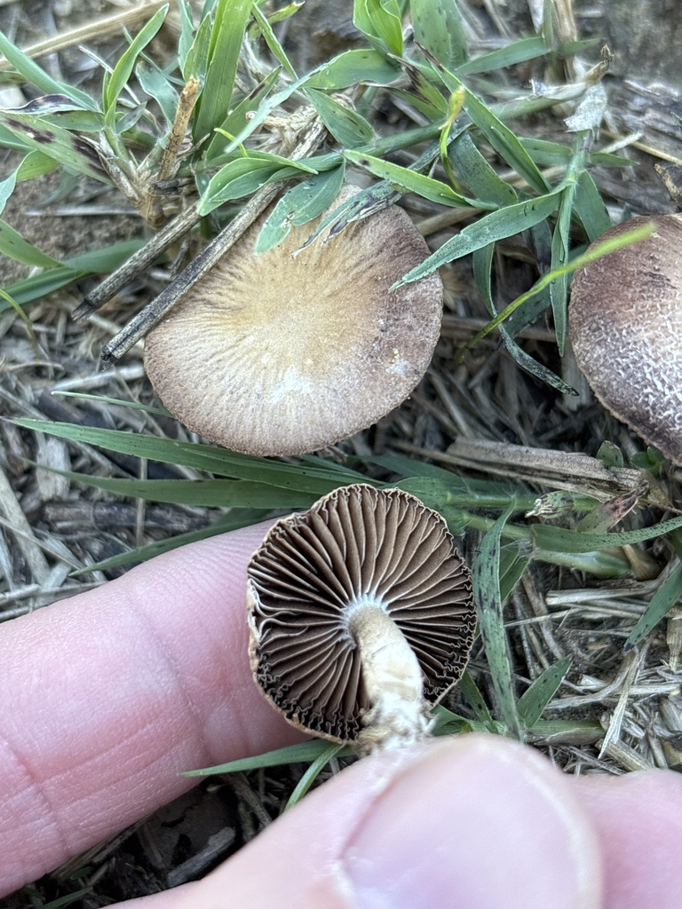 Agrocybe pediades · November 2025 · photo: © sambiology (iNaturalist, cc-by)