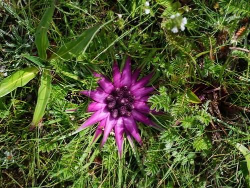 Saussurea stella, photograph 1