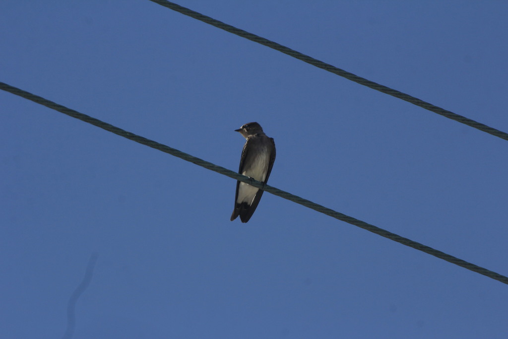 Northern Rough-winged Swallow