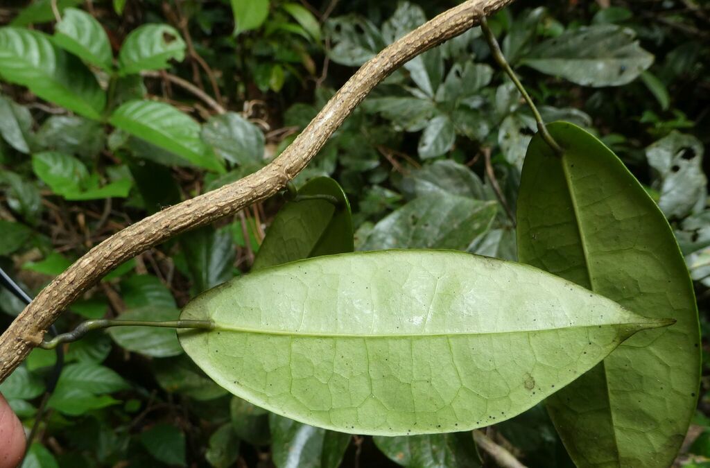 Rhigiocarya