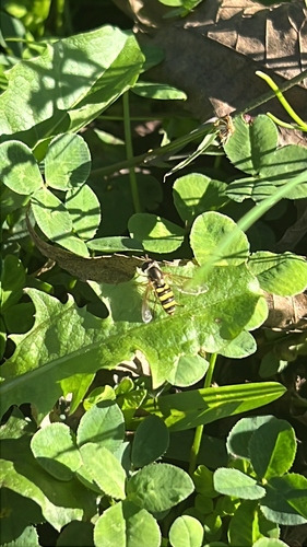 Unknown species found near N Yale St, Cleveland, MS, US