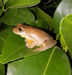 Dendropsophus bogerti