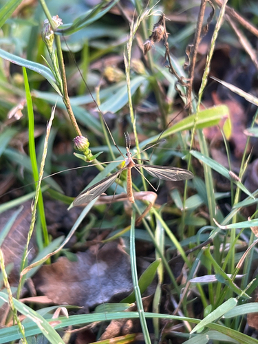 Unknown species found near N Yale St, Cleveland, MS, US