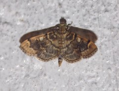 Bicilia iarchasalis