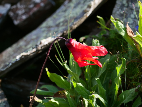 Red Poppywort (Meconopsis punicea)