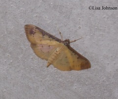Eulepte gastralis