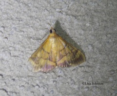 Pyrausta insignitalis