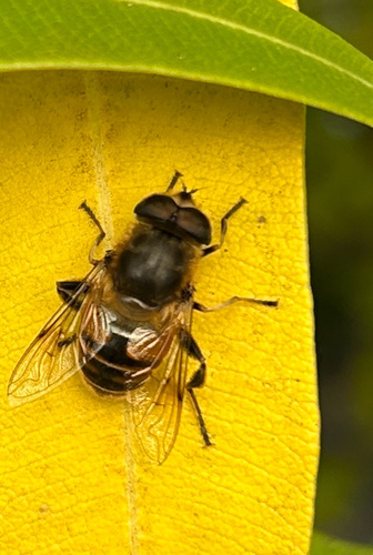 Unknown species found near The Willowwood Arboretum, Far Hills, NJ, US