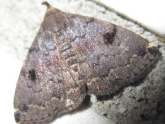 Sinarella nigrisigna