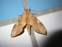 Clanis bilineata