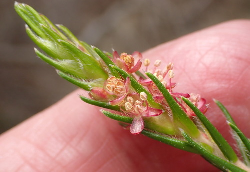 Vaseleaf Gonna (Passerina montivaga)
