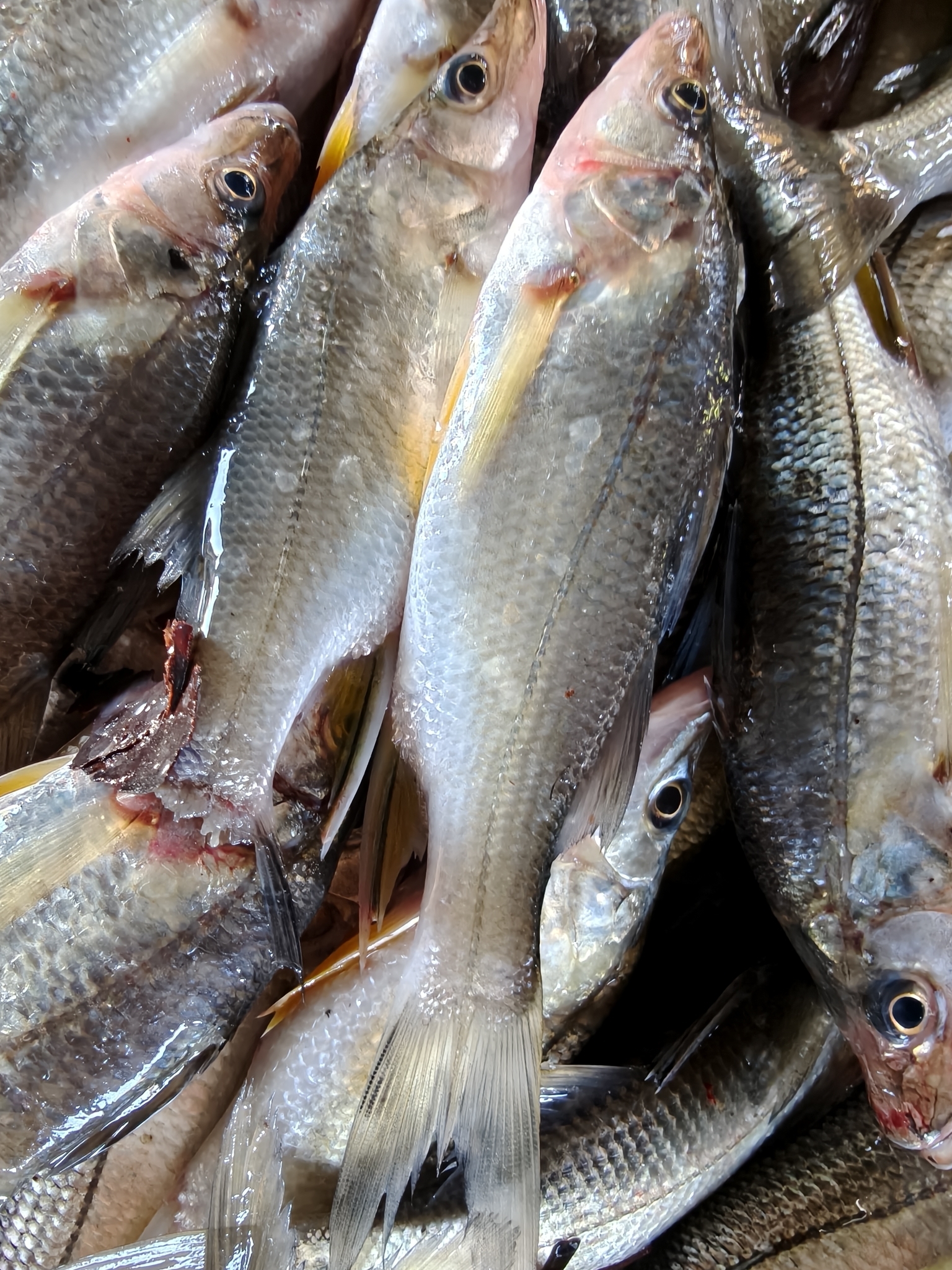 Yellowfin Snook photo 2
