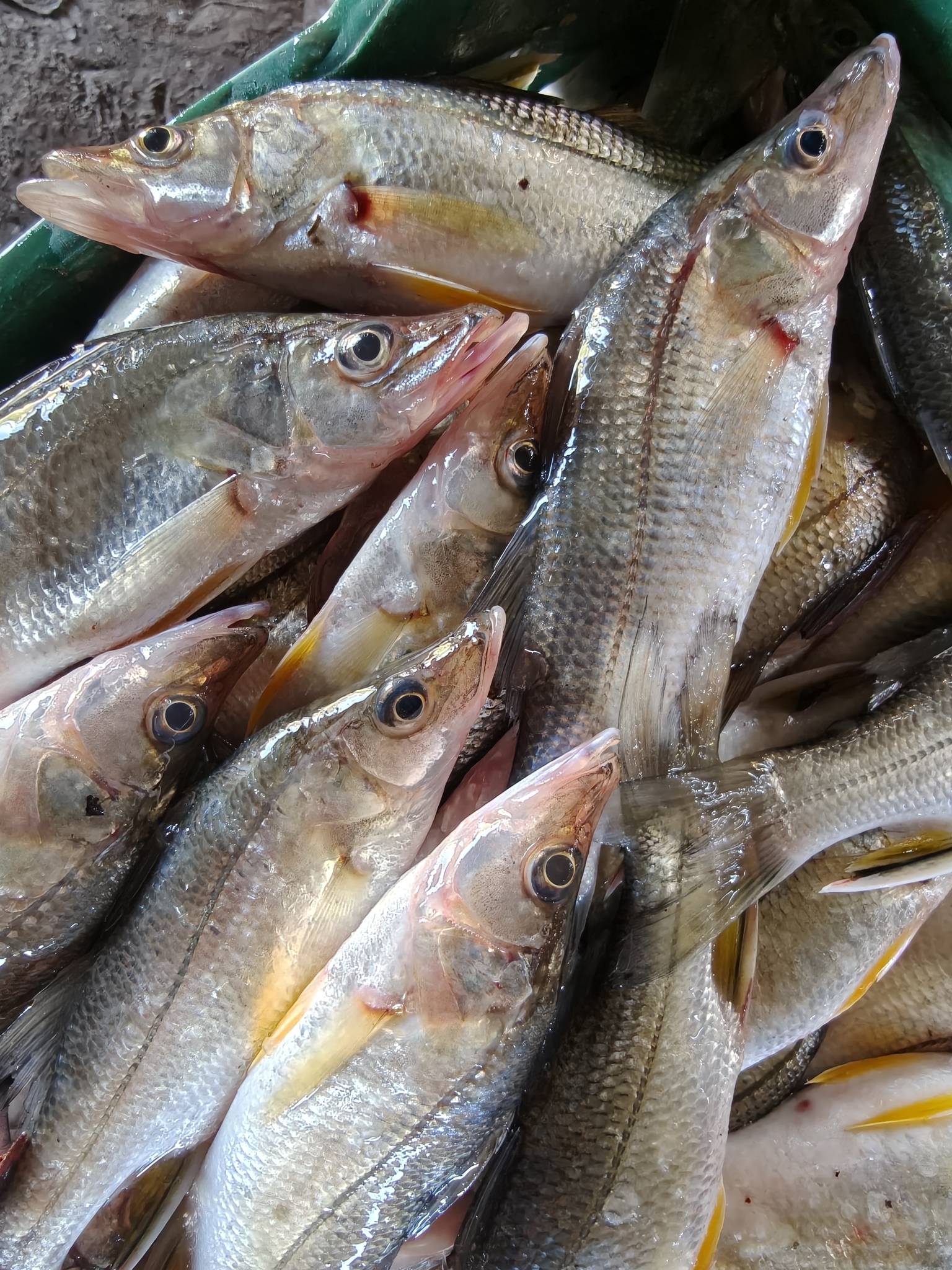 Yellowfin Snook photo 3