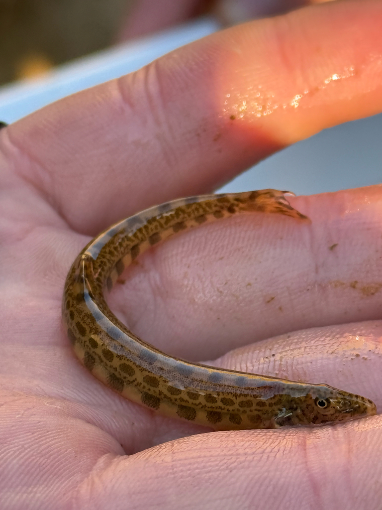 Iberisch bermpje (Cobitis calderoni) — Cobitidae
