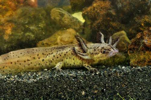 Taylor's Salamander