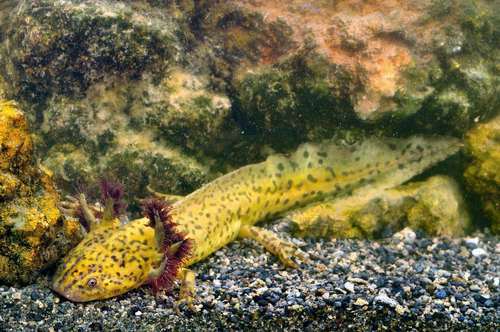 Taylor's Salamander