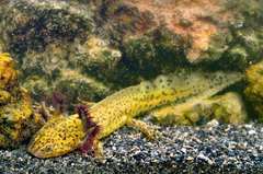 Taylor's Salamander photo 4