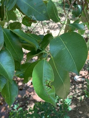 Syzygium guineense