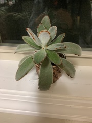 Kalanchoe tomentosa