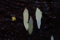 Mucronella fusiformis