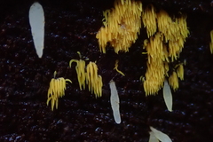 Mucronella flava
