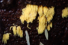 Mucronella flava